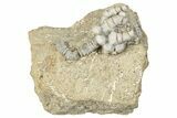 Fossil Crinoid (Decadocrinus) - Crawfordsville, Indiana #291755-1